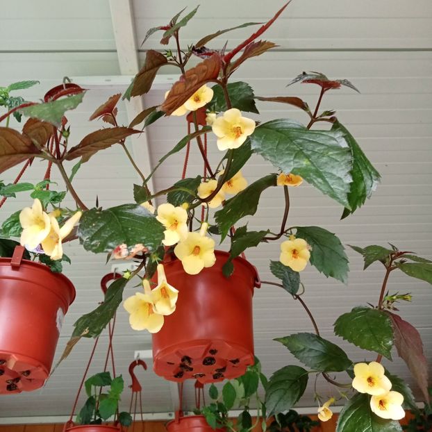  - Yellow Beauty