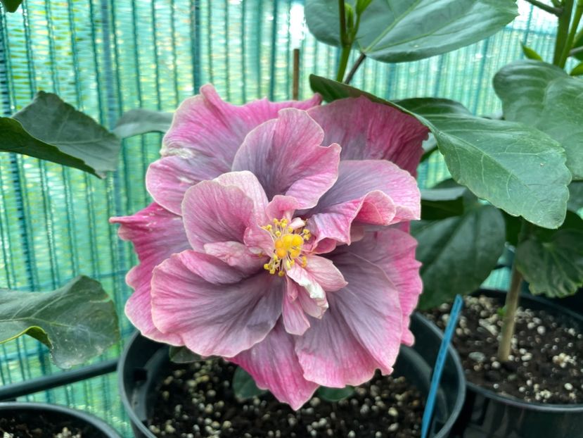 F9E2A403-0D3E-447E-9F40-0EE8755632F5 - Indian Bride