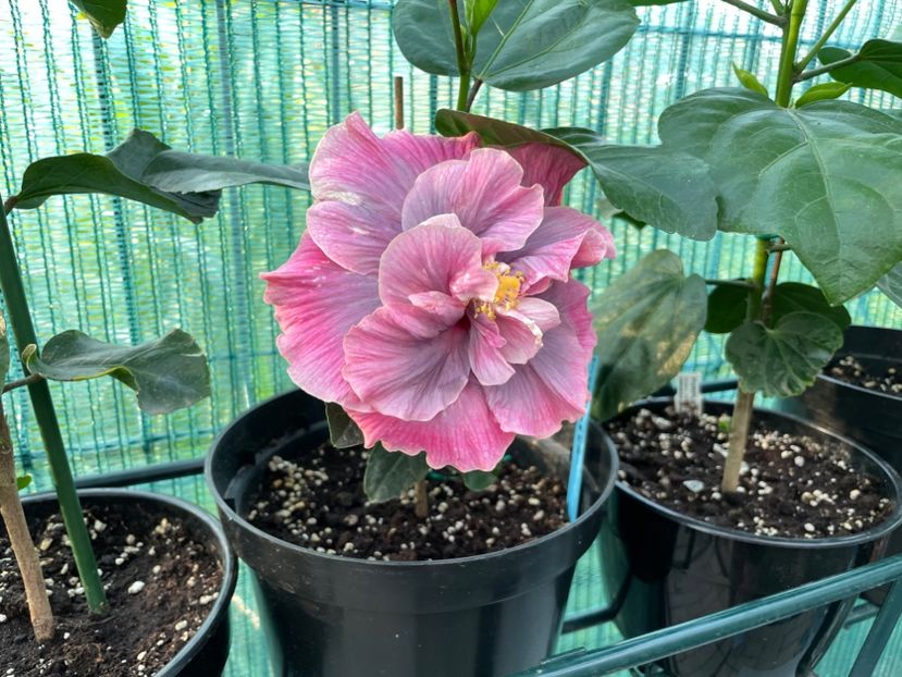 0863F176-B522-4F0C-8CBB-3A8581B279DF - Indian Bride