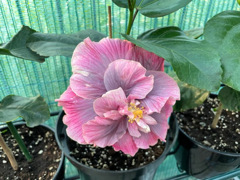 5C4296D3-D99F-4AD4-9A3A-67232A4D591C - Indian Bride