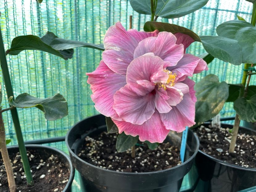 16B96EA4-79BF-4042-9622-73D488ED7AD9 - 001 - Hibiscusi