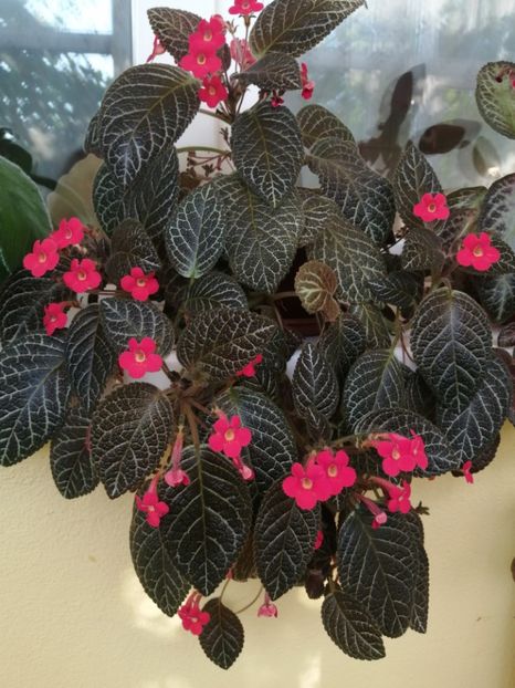  - EPISCIA