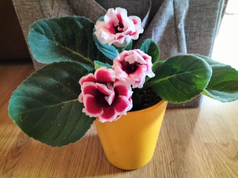 IMG20230731161441 - Violete africane si gloxinia