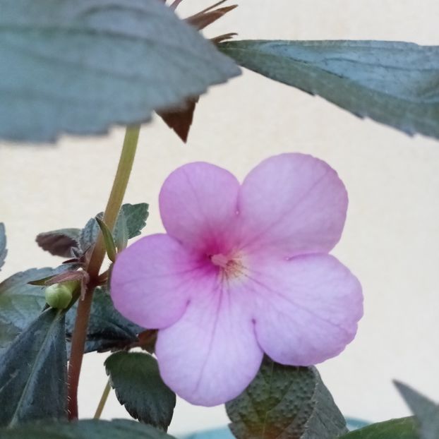 2023 - Peach Blossom