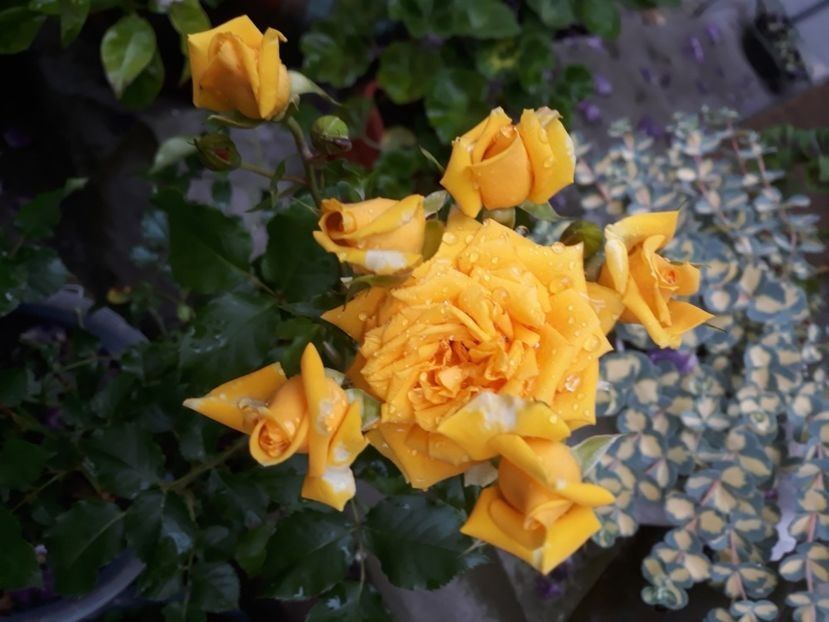  - Necunoscut galben - Alex