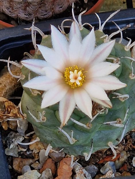 Turbinicarpus - Cactusi si suculente 2020-2021-2022-2023- 2024
