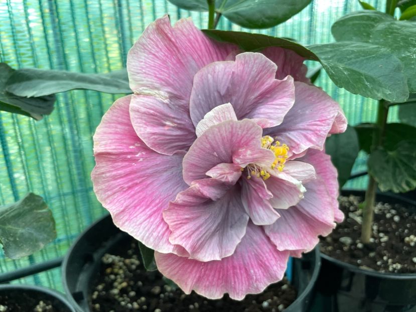 6314FDD2-1FC4-4A51-B70F-7108E3D115F3 - Indian Bride