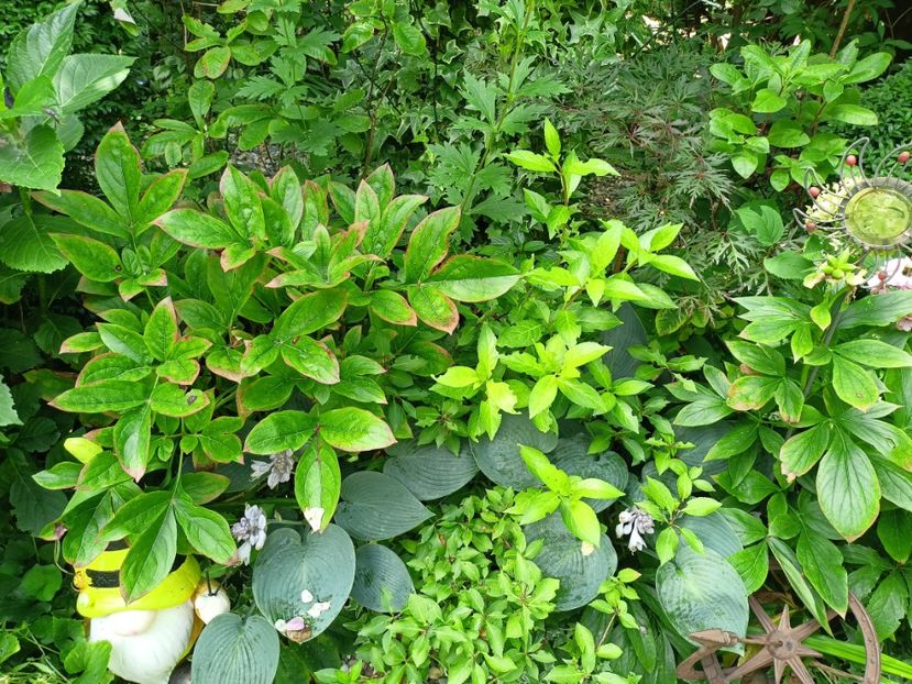  - Grădina 2023 continuare 4