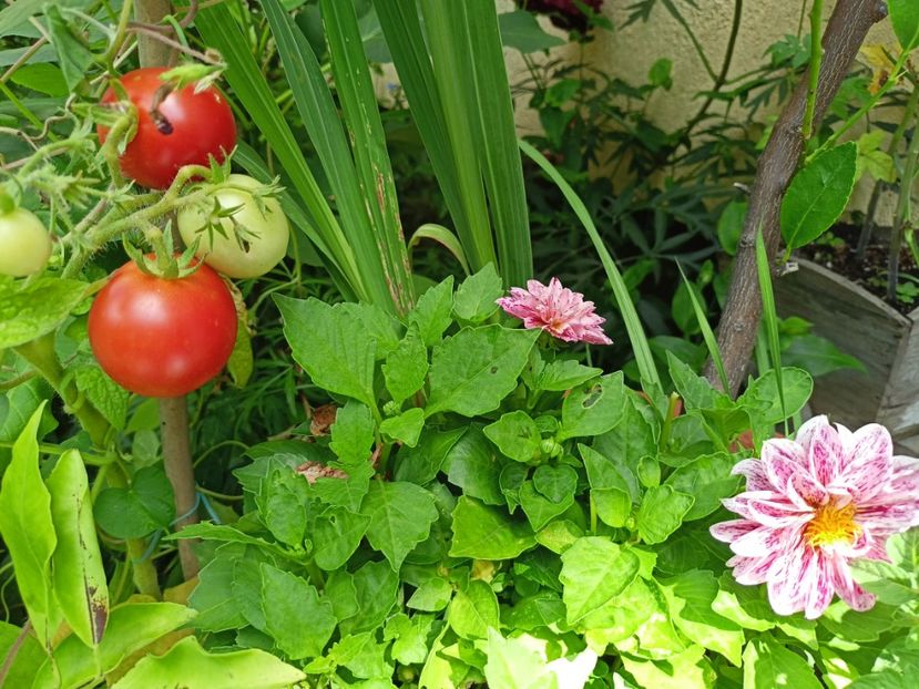 trebuiau să fie Cherry Balcony, dar nu cred că sunt... - Grădina 2023 continuare 4