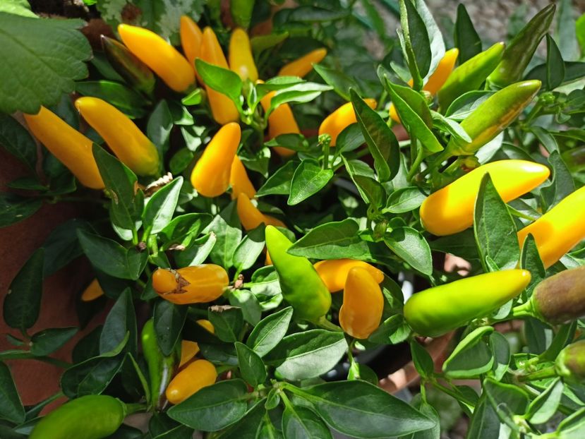  - Grădina 2023 continuare 4