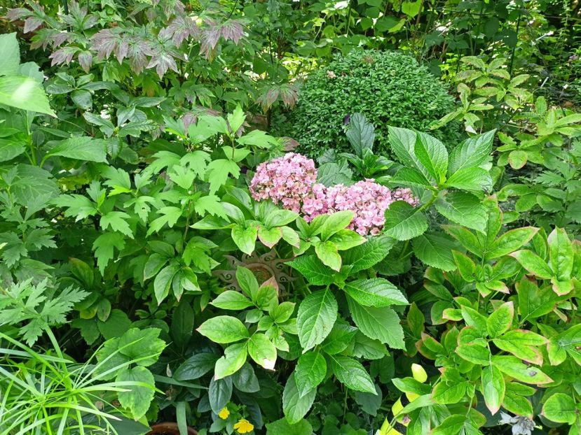  - Grădina 2023 continuare 4