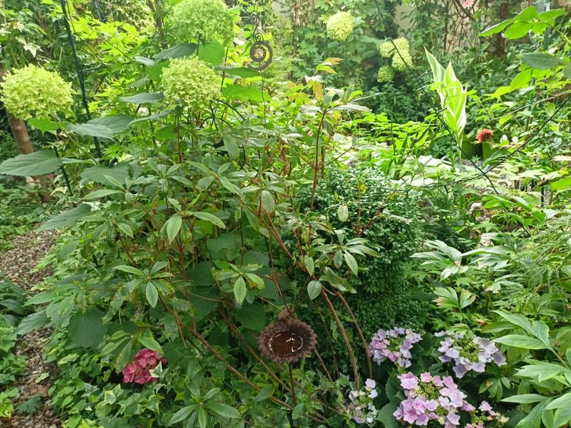  - Grădina 2023 continuare 4