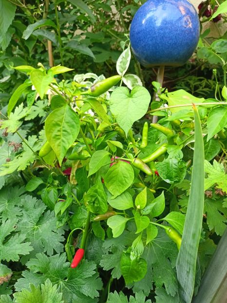  - Grădina 2023 continuare 4