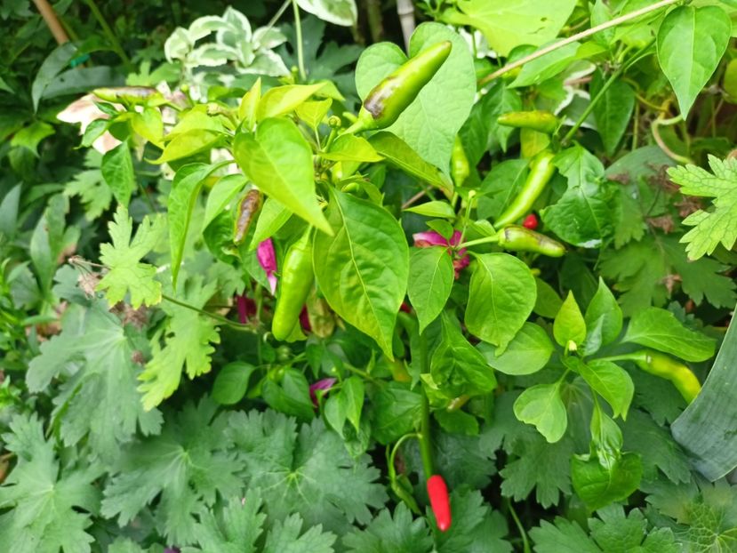  - Grădina 2023 continuare 4