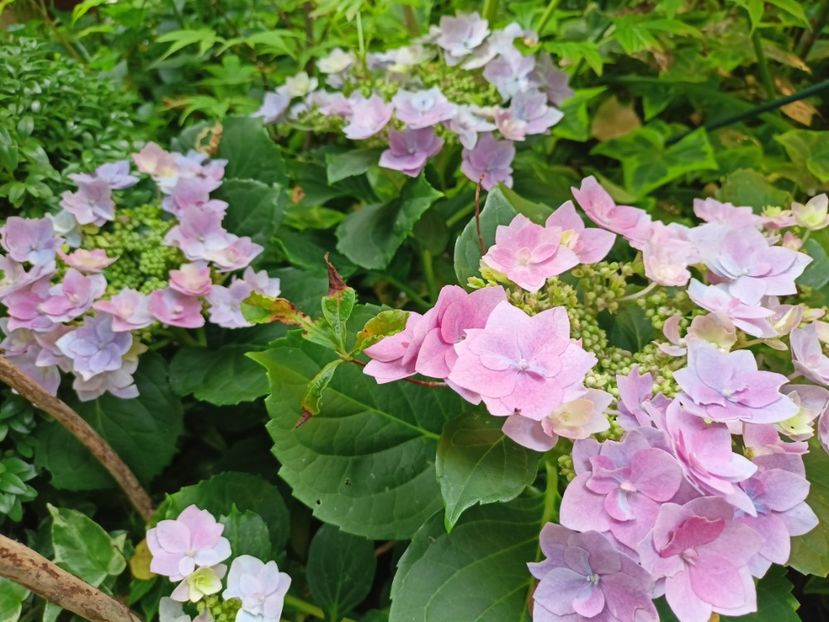  - Grădina 2023 continuare 4