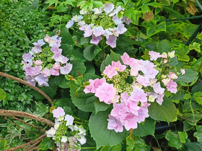  - Grădina 2023 continuare 4