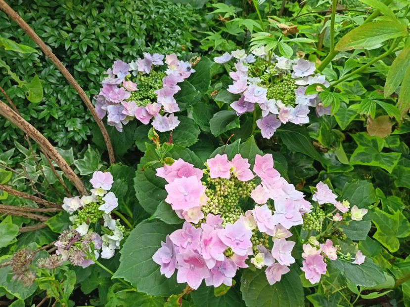  - Grădina 2023 continuare 4