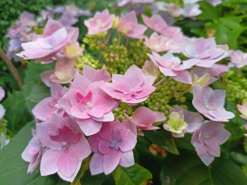  - Grădina 2023 continuare 4