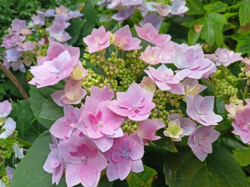  - Grădina 2023 continuare 4