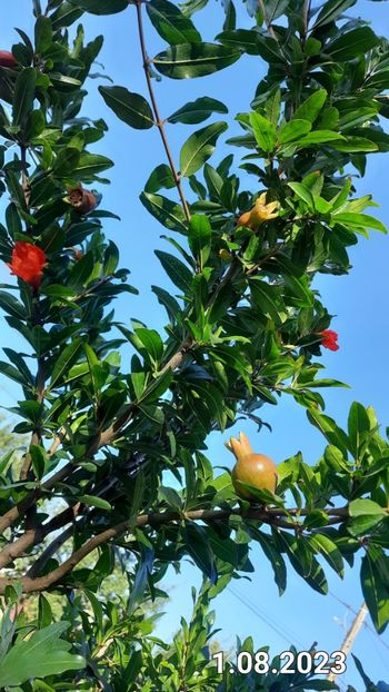 Dente di cavallo 2023 - Rodiu Dente di Cavallo