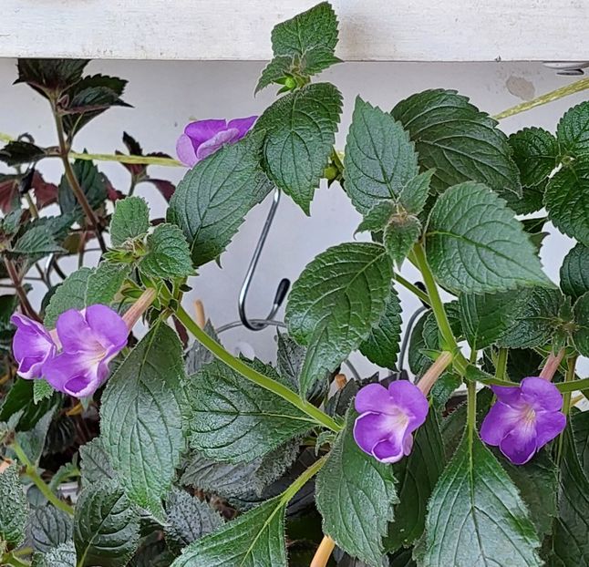  - BRID-S VIELCHENBLAU