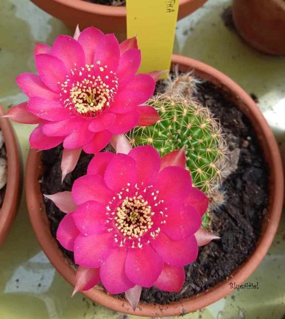  - Lobivia arachnacantha cv cerise