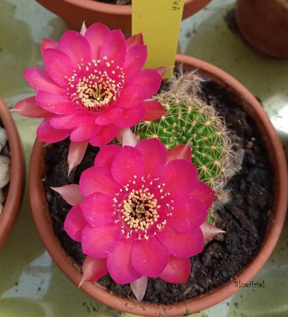  - Lobivia arachnacantha cv cerise