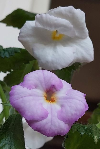  - BIANCO NATALE