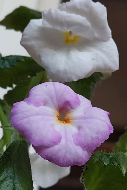  - BIANCO NATALE
