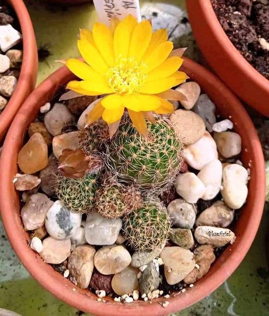  - Lobivia nigrispina