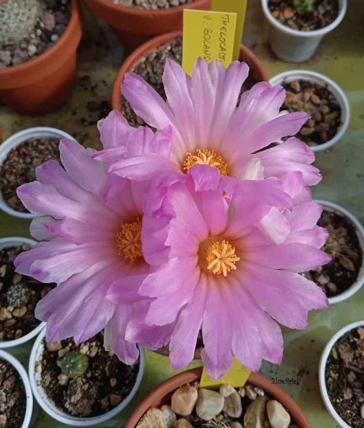  - Thelocactus bicolor v bolansis