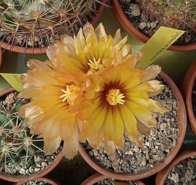  - Coryphantha wohlschlageri