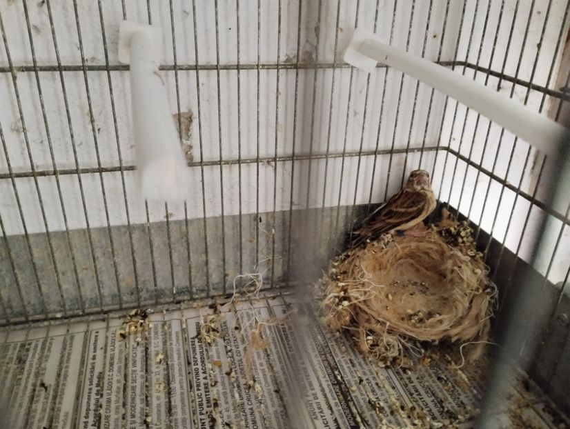  - Pui hibrizi scatiu africa 2023