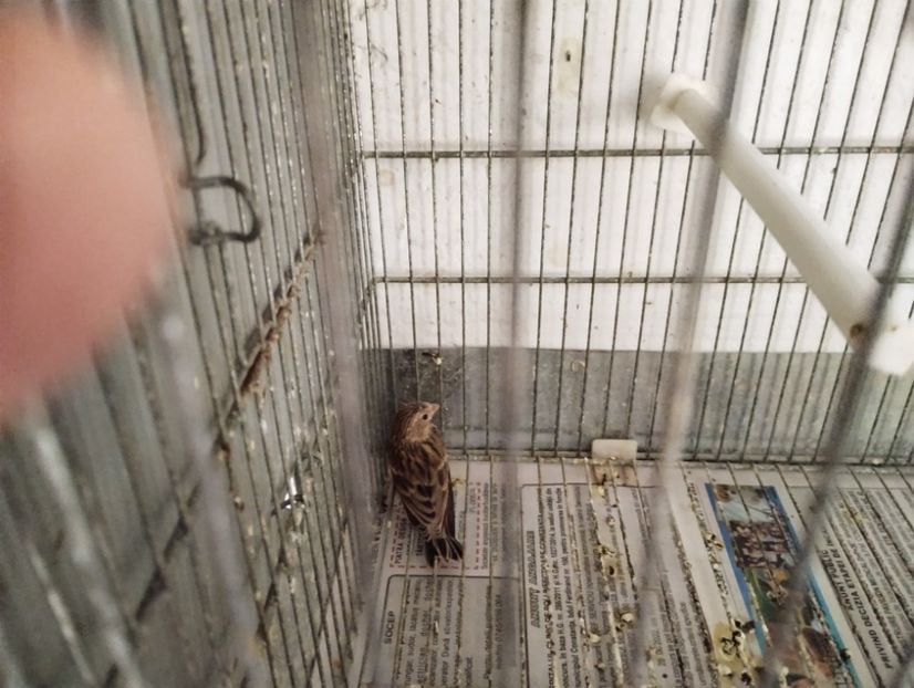  - Pui hibrizi scatiu africa 2023