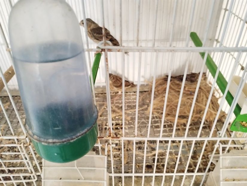  - Pui hibrizi scatiu africa 2023