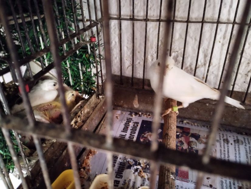  - Puișori canari razza 2023