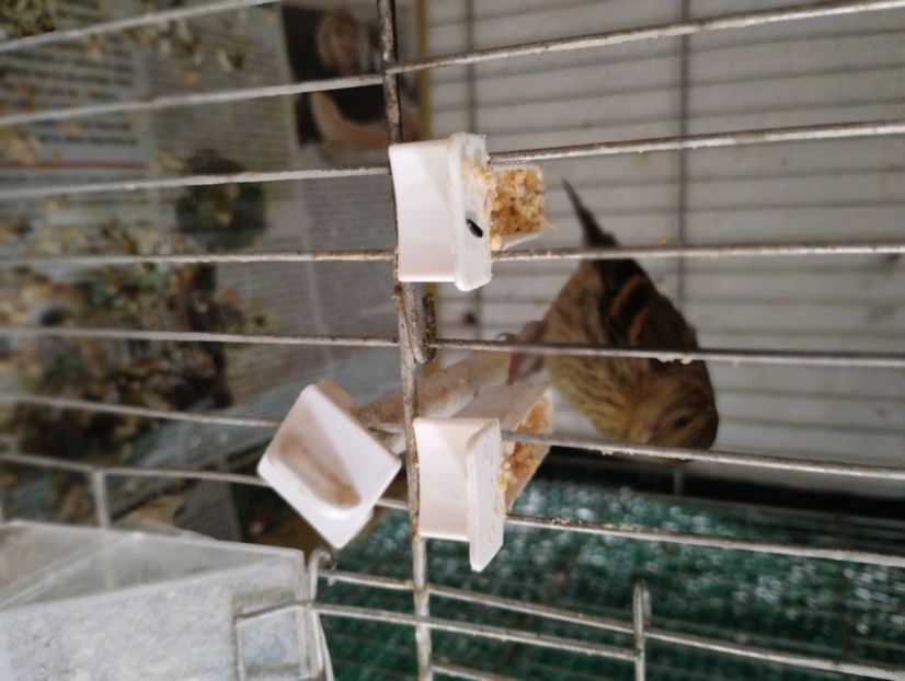  - Pui hibrid scatiu european 2023