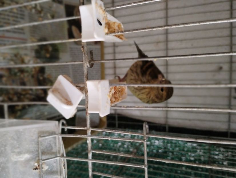  - Pui hibrid scatiu european 2023