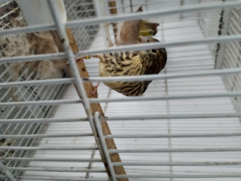  - Pui hibrid scatiu european 2023