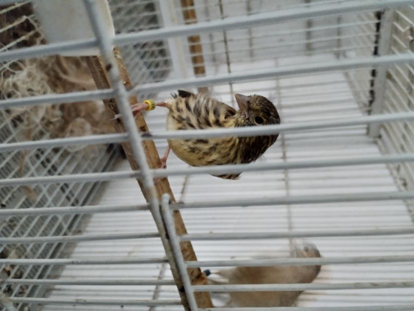  - Pui hibrid scatiu european 2023