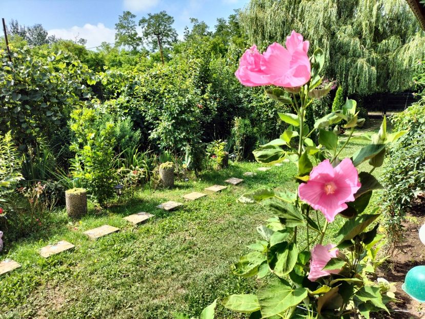 IMG20230801111119 - hibiscusi