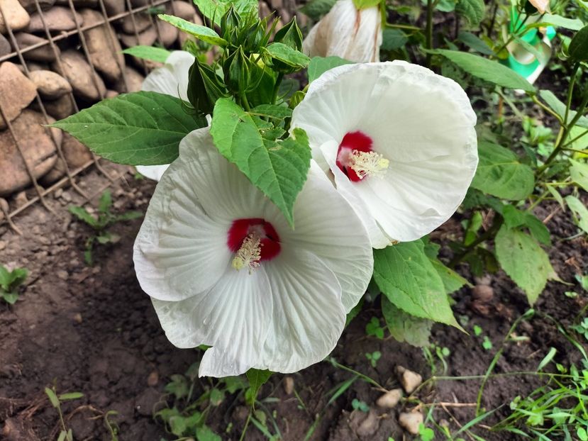 IMG20230801101153 - hibiscusi