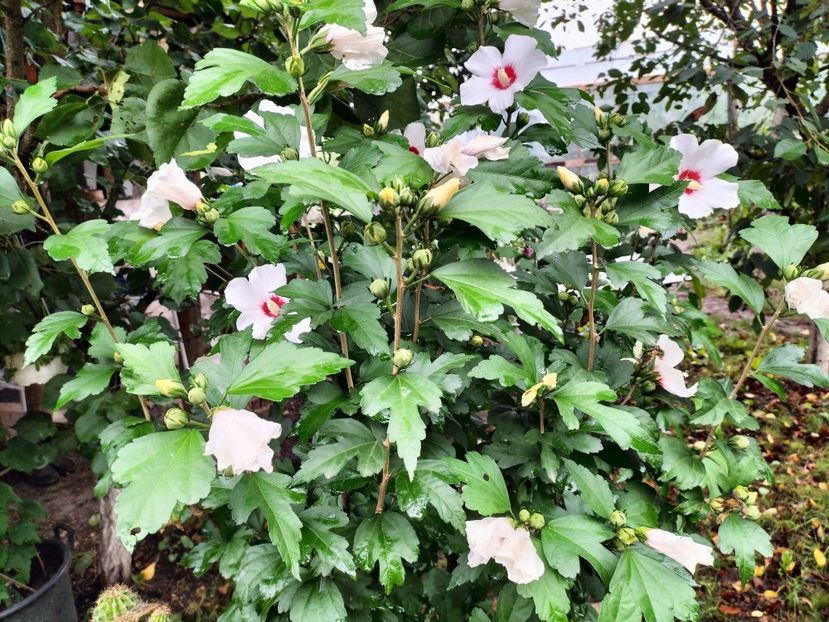 IMG20230801100537 - hibiscusi