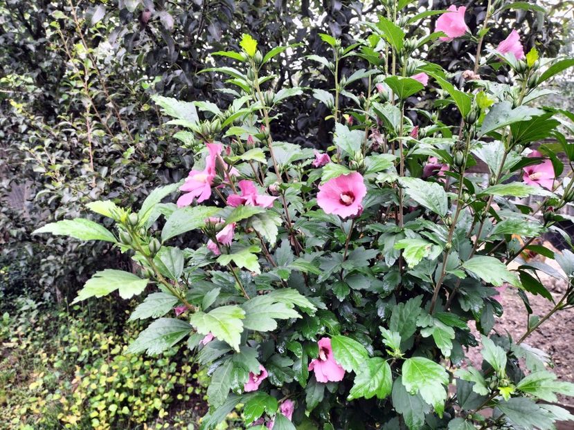 IMG20230801100526 - hibiscusi