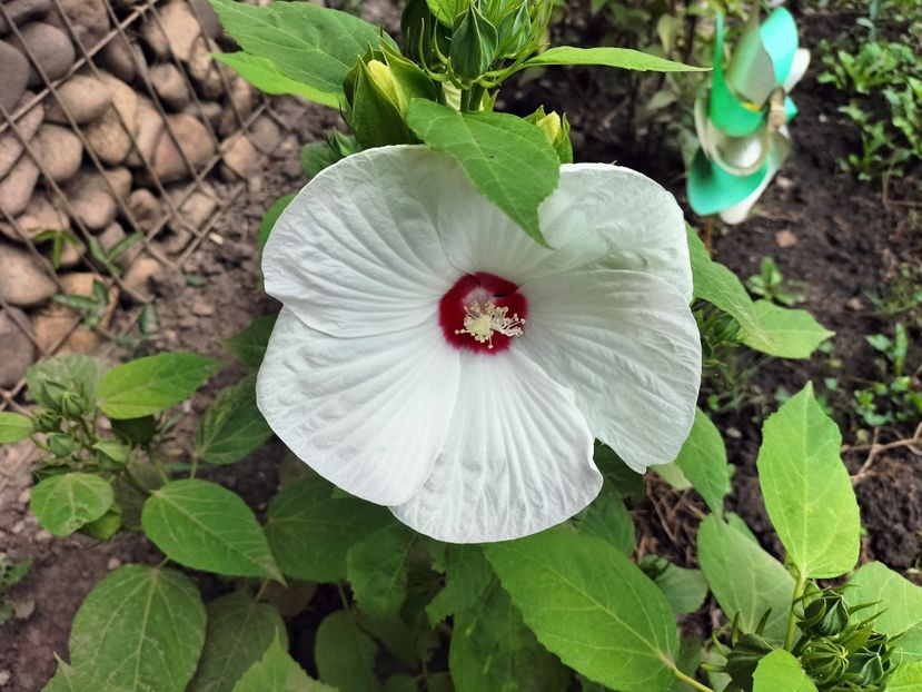 IMG20230727114658 - hibiscusi