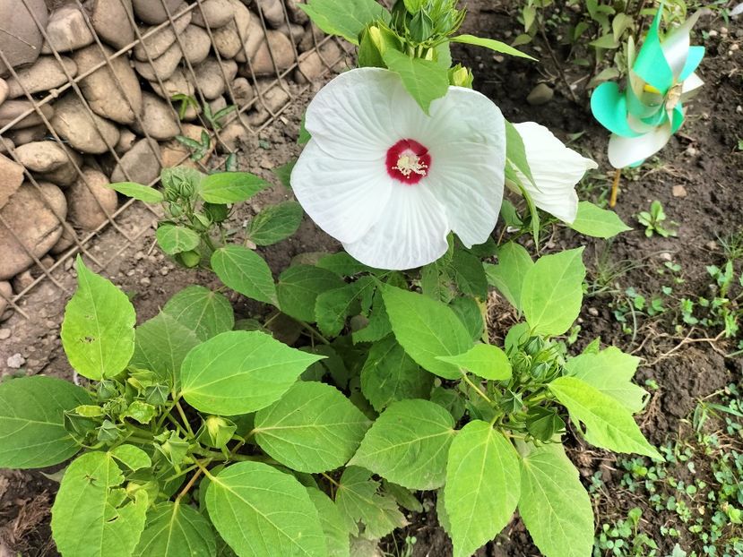 IMG20230727114641 - hibiscusi