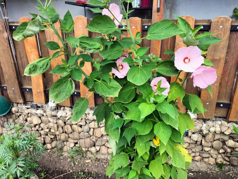 IMG20230727114522 - hibiscusi