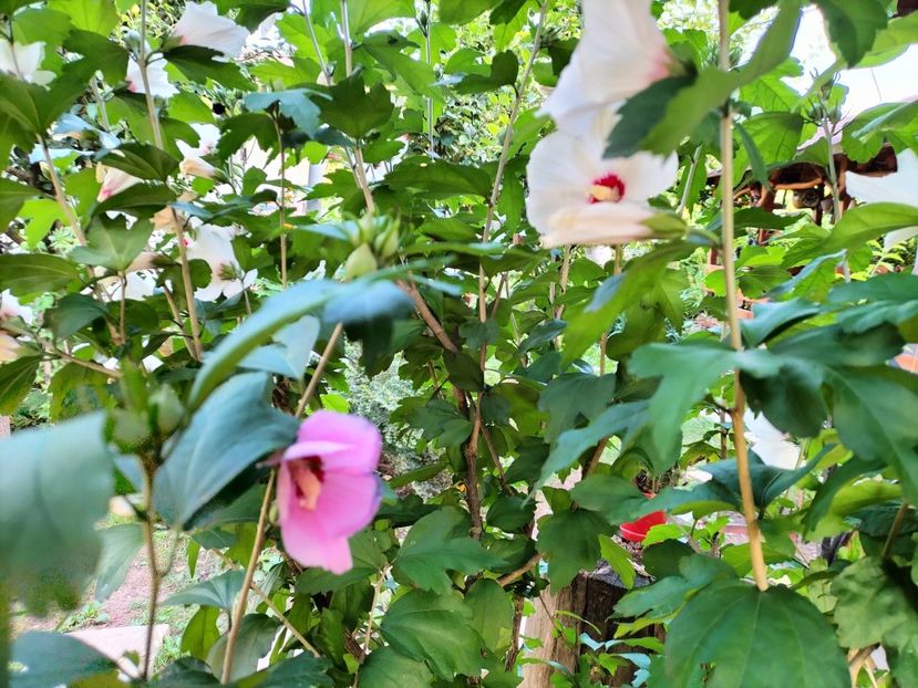 IMG20230722194900 - hibiscusi