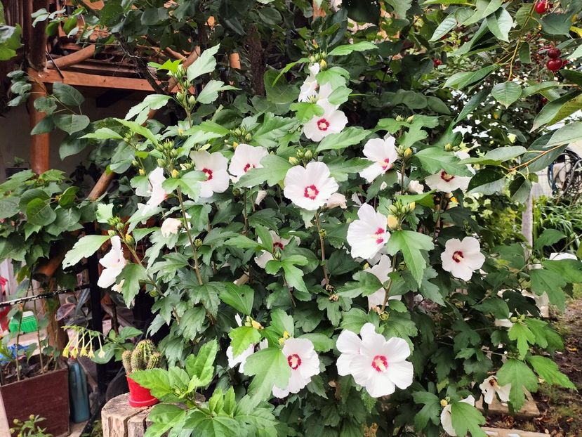 IMG20230722112556 - hibiscusi