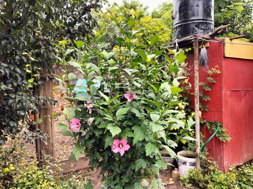 IMG20230722112542 - hibiscusi